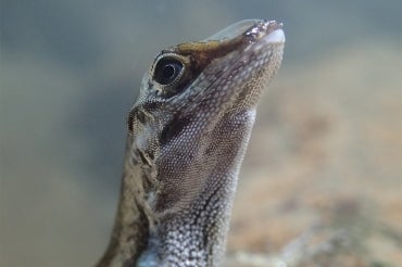 Close-up of an Anolis lizard
