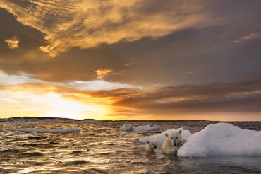 Polar bears cling to a melting iceberg