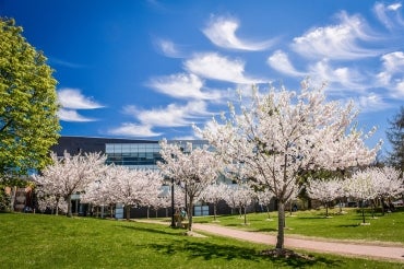 Cherry tree blossoms at UTSC