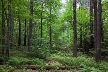 A view of Harvard Forest in summer showing lush vegetation