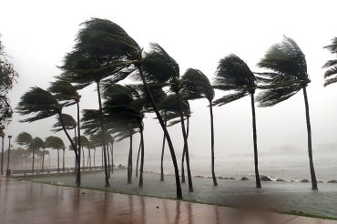 Palm trees blow in severe winds in Miami, Fla. during Hurricane Irma