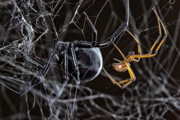 Female (left) and male (right) black widow spiders