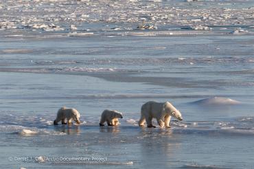 photo of polar bears in Arctic waters