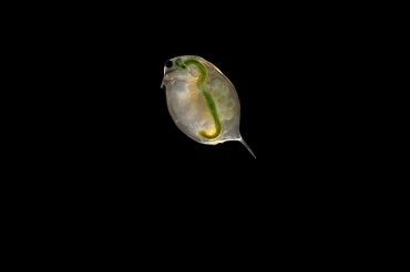 close up of a water flea on a black background