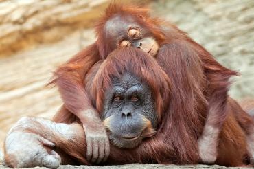 A mother and child orangutan sleep together