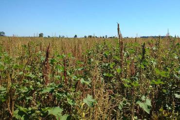 A field of soy bean plants on Walpole Island in Southwestern Ontario entirely overrun by common water hemp