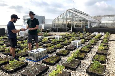 two people gardening on a University of Toronto Scarborough campus rooftop