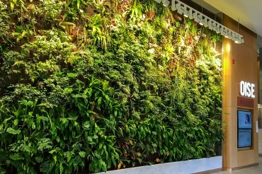 Photo of the green wall inside the OISE lobby