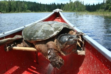 Snapping turtle in a canoe in Algonquin Park