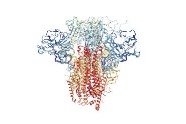 An image of the molecular structure of the novel coronavirus's spike protein pictured here