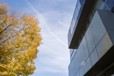 fall leaves set against a blue sky and a modern building