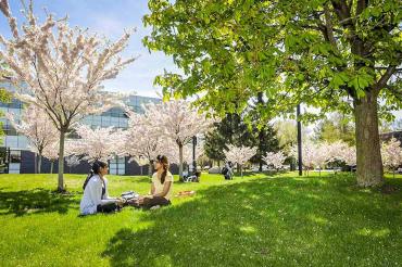 Students sit under trees with cherry blossoms at U of T Scarborough Campus
