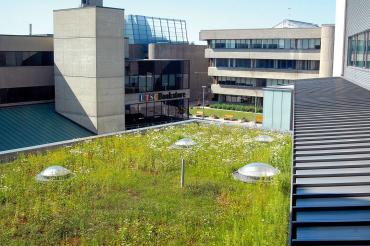 Green Roof at UTSC
