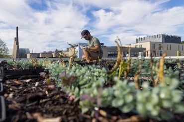 a graduate student works on an plant experiemtn on the roof of a UTSC building
