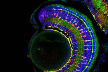 An image of a larval zebrafish retina