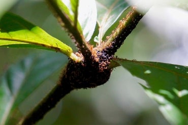 The Amazonian ant Allomerus octoarticulatus protects its host plant Cordia nodosa against the plant’s enemie