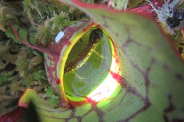 Salamander in pitcher plant
