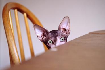 photo of Sphynx cat