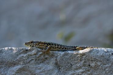 A wall lizard rests on a rock