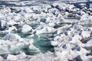 arctic ecosystem