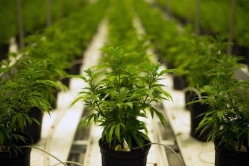 A row of marijuana plants being grown in a commercial greenhouse