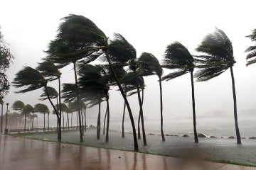 Palm trees blow in severe winds in Miami, Fla. during Hurricane Irma