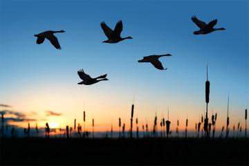 canada geese fly over a wetland during sunset