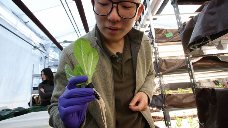 a employee at Lyrata checks on the growth of lettuce