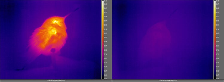 thermal camera shows the difference between a hummingbird in torpor and not