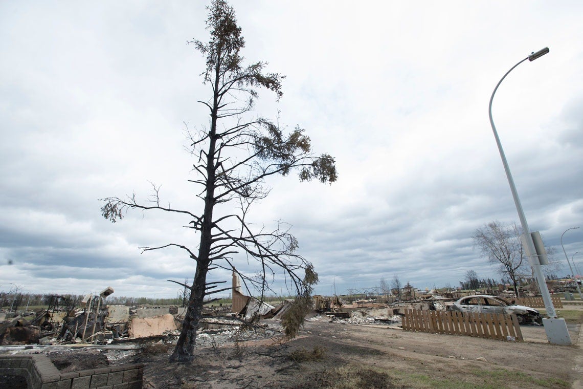 A burnt tree outside Fort McMurray