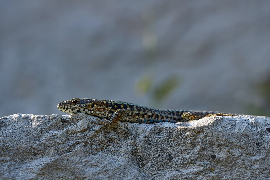 A wall lizard rests on a rock