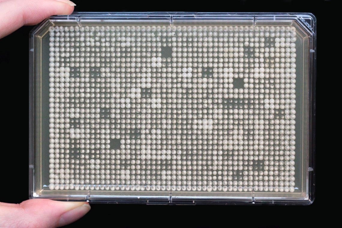 Arrays of mutant yeast strains in a Petri dish. The faster the cells grow, the bigger the size of colonies (dots). 